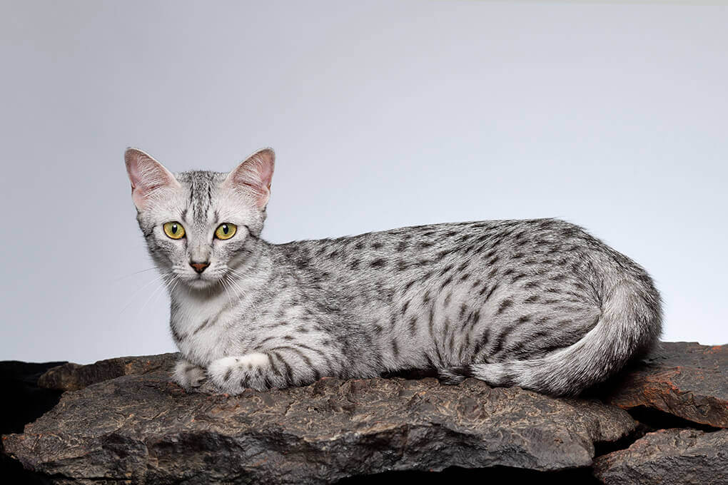 Egyptian mau deals near me