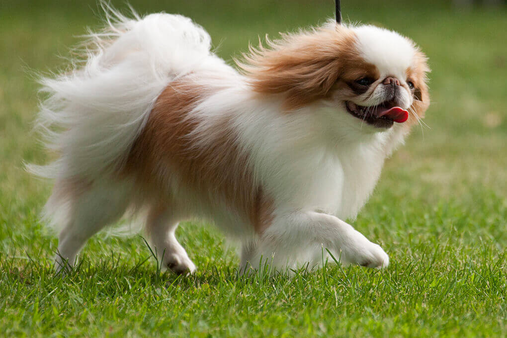 are japanese chin bad dogs