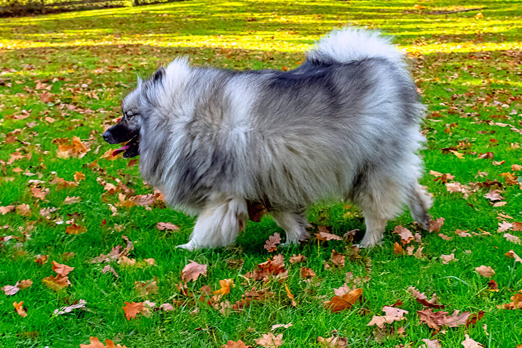 what are the best keeshond treats