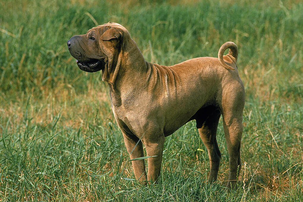 Best Pet for Me Dogs Shar Pei